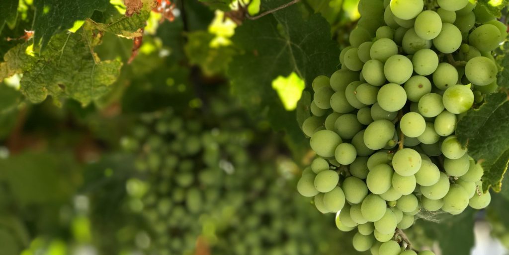 alimentos que aumentam a imunidade - uva verde